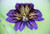 20Plus Blue Stained Glass Salpiglossis   Annual   Flower   ASFP  ct
