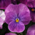 30Plus Viola Purple Ice Sorbet   Shade-Loving Flower   ASFP  ct