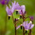 25Plus Purple Dodecatheon   Meadia   Midland   Shooting Star Flower   RSLNP  ct