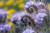 75Plus Purple Lacy Fiddleneck Tansy   Phacelia   Long Lasting Flower   RSLNP  ct 75Plus Purple Lacy Fiddleneck Tansy   Phacelia   Long Lasting Flower   RSLNP  ct