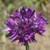 35Plus Purple Cornflower   Centaurea   Batchlor's Button   Annual   Flower   LMSP  ct
