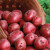 Red Pontiac Seed Potatoes 5lbs.
