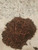WWJD red wigglers 150 Count Worm. organically Raised. Delivered Live Fast