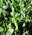 Purple Wintercreeper  Evergreen GroundCover Plants  25 Plants