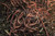 HomeGrownWorms.com - 250Plus Red Wiggler Earthworms  Organic and Sustainably Raised - Fast Live Delivery Guaranteed - Vermicomposting Garden Red Wrigglers - Eisenia Fetida - Worm Farm Starter