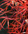 Red Spider Japanese Maple 1 - Year Graft
