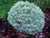 Blue Pearl Colorado Blue Spruce - 1 Year Live Plant