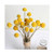 YingeFun 30 Stems Natural Craspedia Dried Flowers,Yellow Billy Buttons Balls Bouquet Bundles Natural Dried Flowers for Home Crafts, Party, Wedding, Store YingeFun 30 Stems Natural Craspedia Dried Flowers,Yellow Billy Buttons Balls Bouquet Bundles Natural Dried Flowers for Home Crafts, Party, Wedding, Store