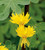 PAPCOOL Canary Creeper Nasturtium S??DS for Pl?nting 6 plus S??DS/Pack
