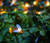 HOMEGIFT Solar String Lights, 30 LED 19.7ft Solar Bee Fairy Lights, 8 Modes Waterproof Outdoor Decorative Lights for Garden, Patio, Gate Yard, Party, Wedding,Indoor,Bedroom-Warm White 