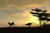 Silhouette of Cheetah Chasing an Antelope-Etched Vinyl Stained Glass Film, Static Cling Window Decal Silhouette of Cheetah Chasing an Antelope-Etched Vinyl Stained Glass Film, Static Cling Window Decal