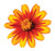 Burpee Zahara Sunburst Zinnia Seeds 50 seeds