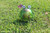 Solar Animal Lights, Metal Garden Art Frog Statue for Patio Garden Lawn Yard Flowerbed Decor Solar Animal Lights, Metal Garden Art Frog Statue for Patio Garden Lawn Yard Flowerbed Decor