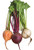 Burpee Three Color Blend Beet Seeds 200 seeds