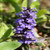 Outsidepride Ajuga Groundcover Seed - 400 Seeds