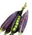 Burpee Purple Podded Pea Seeds  200 seeds