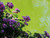 10pcs Climbing Rose Vine Flower Seeds Climber Fragrant -Purple-