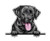 WickedGoodz Smiling Black Labrador Retriever Decal - Dog Breed Bumper Sticker - for Laptops Tumblers Windows Cars Trucks Walls WickedGoodz Smiling Black Labrador Retriever Decal - Dog Breed Bumper Sticker - for Laptops Tumblers Windows Cars Trucks Walls