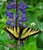 Sundial Lupine -Lupinus perennis- Seed Balls - Seed Bombs for Guerrilla Gardening -20- Sundial Lupine -Lupinus perennis- Seed Balls - Seed Bombs for Guerrilla Gardening -20-