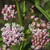 Narrowleaf Milkweed Seed Balls for Fall Planting -Asclepias fascicularis- -50-
