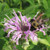 Wild Bergamot Seed Bombs, Bulk Seed Balls for Seed Bombing -Monarda fistulosa- -50-