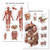 2 Pack - Muscular System Anatomical Poster Plus Digestive System Anatomy Chart