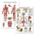 2 Pack - Muscular System Anatomical Poster Plus Endocrine System Anatomy Chart