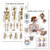 2 Pack - Skeletal System Anatomical Poster Plus Respiratory System Anatomy Chart - Laminated