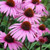 Purple CONEFLOWER Echinacea Purpurea Purple - 50Plus Seeds.