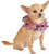 Rubie's Pet Costume Collar- Small to Medium- Purple and Orange Spiders