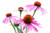 Echinacea Purple Coneflower Flower Seeds- 750 Seeds Per Packet