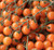Gold Nugget Cherry Tomato Seeds- 25 Heirloom Seeds Per Packet- Non GMO Seeds- Isla's Garden