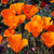 Outsidepride California Poppy Flower Seed - 5000 Seeds
