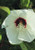 Rosemallow -Hibiscus moscheutos-- Seed Packet- True Native Seed