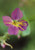 Virginia Meadowbeauty -Rhexia virginica-- Seed Packet- True Native Seed