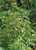 Virginia Mountain Mint -Pycnanthemum virginianum-- Seed Packet- True Native Seed