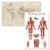 2 Pack - Antique Style World Map Poster  and  Muscular System Anatomy Chart -Laminated- 18inch x 29inch-