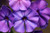 Dwarf Beauty Blue Phlox Drummondii Nana Compacta Fragrant Flower jocad -250 Seeds-