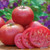 Burpee Umamin Tomato Seeds 25 seeds