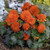 Begonia Double Orange Flower Seeds -Begonia Tuberosa- 30PlusSeeds