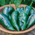 Burpee Big Boss Man Hot Pepper Seeds 25 seeds