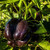 Sweet Purple Beauty Pepper Seeds -Capsicum annuum- Packet of 10 Seeds