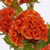 Cockscomb Orange Flower Seeds -Celosia Cristata Nana Jessica- 60PlusSeeds