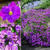 200Plus Purple Rock Cress Seeds Rockcress Aubrieta Flowers Seed Bulk Flower Perennial