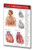 Cardiorespiratory System Pocket Chart - Medical Quick Reference Guide by Permacharts