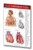 Permacharts - Cardiorespiratory System Pocket Chart - -