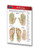 Reflexology Guide - Pocket Chart - Medical Quick Reference Guide by Permacharts