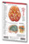 Brain Chart - 4.5inch x 6.75inch Laminated Pocket Chart - Human Brain Chart - Medical Quick Reference Guide by Permacharts