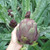 Artichoke Seeds - PURPLE of ROMAGNA - Italian Flavor -Perennial Plant - 15 Seeds