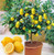Lemon Tree Seeds- 20 Seeds -Grow a Delicious Fruit Bearing Bonsai Tree - Ships from Iowa.
